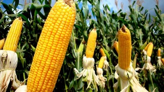 Colheita do milho atinge 53% no Paraná e Deral aponta produtividades variadas