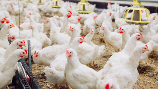 Avicultura de MG opina sobre Lei que protege aves de doenças de alta patogenicidade