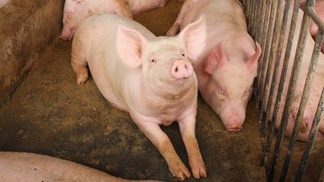 Alemanha confirma nono foco de suínos infectados com Peste Suína Africana