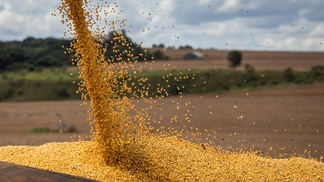 Colheita acelerada pressiona preços do milho