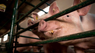Exportações de carne suína dos EUA atingem maior nível desde 2021