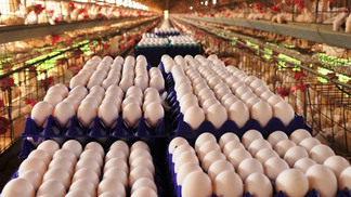 Certificação Ovos Plus Quality destaca qualidade, bem-estar e resiliência na avicultura gaúcha
