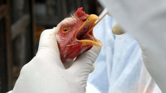 Nova Zelândia intensifica medidas de biossegurança para prevenir influenza aviária