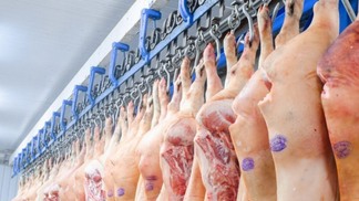 Exportações de carne suína da UE para o Reino Unido estão em queda