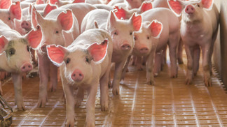 Preços dos suínos continuam em alta e exportações se mantêm intensas