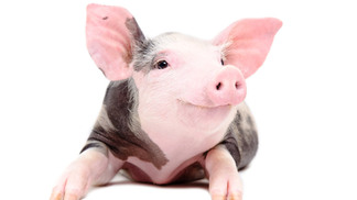 Coreia do Sul abre mercado para subprodutos suínos destinados à alimentação animal
