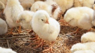 Mudança na legislação gera respostas mistas dos produtores de aves ingleses