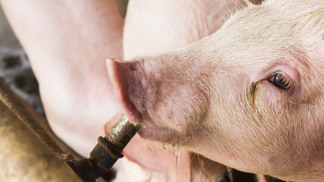 Sanidade: produtores de suínos norte-americanos estão em alerta