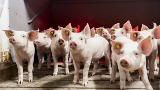 Vigilância Sanitária avalia estados livres de peste suína clássica com olhar na suinocultura brasileira