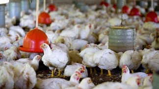 Preços do frango vivo variam por região sem um tom definido; cotações em alta