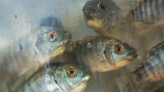 Reforma tributária: produtores defendem inclusão de peixes de cultivo na cesta básica