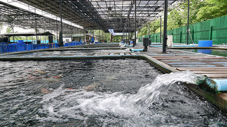 Nova tecnologia transforma água de piscicultura em adubo