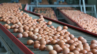 Produção de ovos em Bastos (SP) representa cerca de 11% do total nacional
