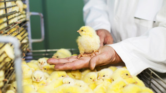 Crise no mercado russo de produtos farmacêuticos veterinários ameaça avicultura