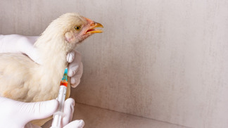 Alemanha registra raro surto de gripe aviária H7N5 perto da fronteira com a Holanda