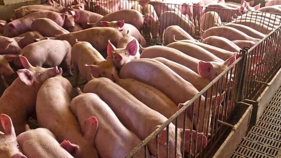 Medidas antidumping da China contra carne suína da UE podem impactar o Brasil