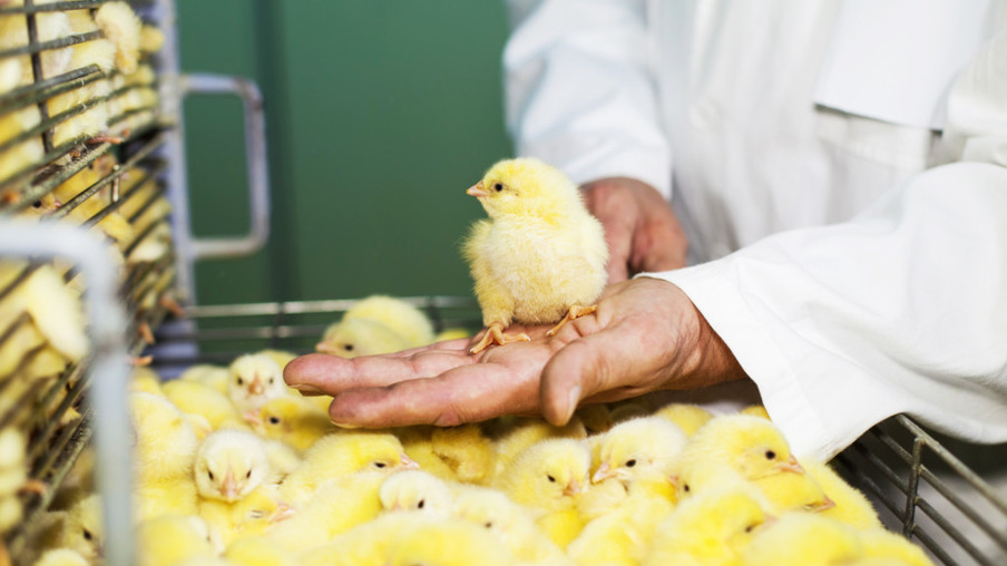 Crise no mercado russo de produtos farmacêuticos veterinários ameaça avicultura