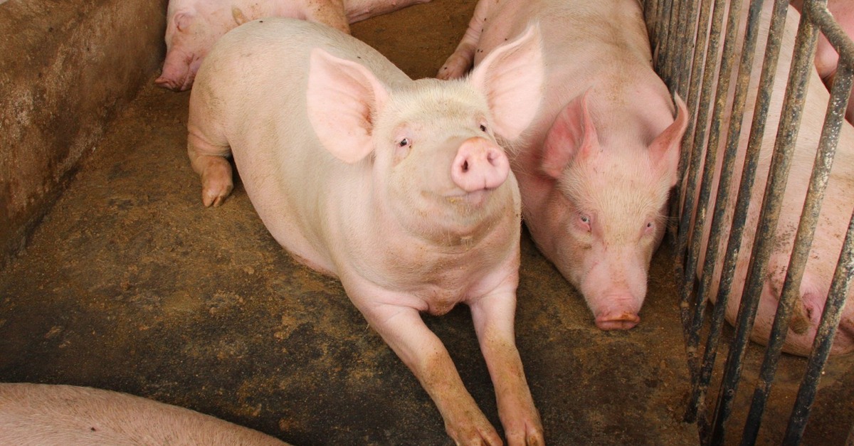 Preços do suíno vivo e da carne suína apresentam recuperação