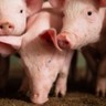 Exportações de carne suína em junho ficam abaixo de junho/23, mas superam maio/24