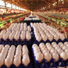 Certificação Ovos Plus Quality destaca qualidade, bem-estar e resiliência na avicultura gaúcha