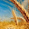 Rio Grande do Sul espera aumentar a colheita do trigo