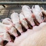 Manejo reprodutivo de suínos: estratégias para melhorar o desempenho do rebanho