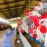 Novas regras de bem-estar na produção de frangos na Europa impactarão o Brasil