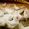 Fórum estadual de influenza aviária discute criação de fundo indenizatório para avicultura