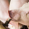 Sanidade: produtores de suínos norte-americanos estão em alerta