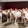 Vigilância Sanitária avalia estados livres de peste suína clássica com olhar na suinocultura brasileira