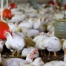 Preços do frango vivo variam por região sem um tom definido; cotações em alta