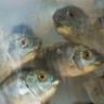 Reforma tributária: produtores defendem inclusão de peixes de cultivo na cesta básica