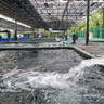 Nova tecnologia transforma água de piscicultura em adubo