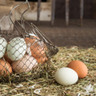 Produção de ovos em Bastos (SP) representa cerca de 11% do total nacional