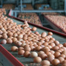 Conselho Britânico da Indústria de Ovos pede apoio do governo para um futuro sustentável