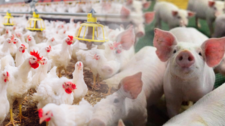 Embrapa lança nova ferramenta para estimativa de custos de produção de suínos e frangos de corte