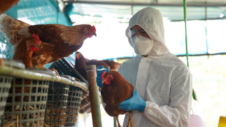 Preocupação com gripe aviária leva EUA a conceder US$ 176 milhões à Moderna para desenvolvimento de vacina