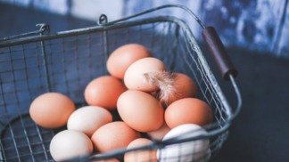 Lesoto abre mercado para importação de ovos e aves vivas do Brasil