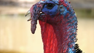 Iowa, nos EUA, confirma novo caso de influenza aviária em rebanho de 100 mil perus