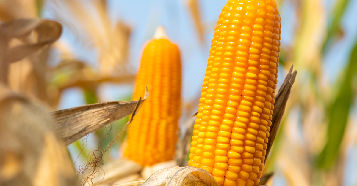 Onda de calor afeta produção de milho
