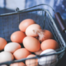 Lesoto abre mercado para importação de ovos e aves vivas do Brasil