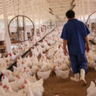Cocari alerta para os cuidados com a avicultura durante o inverno