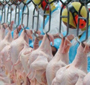 Paraná lidera exportações de frango