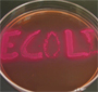 E.coli na Alemanha