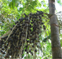 Projeto prevê aproveitamento do açaí