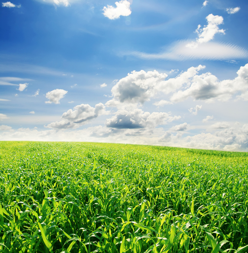 OCDE e FAO preveem abrandamento da produção agrícola mundial