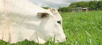 Brasil vende mais carne de qualidade à UE