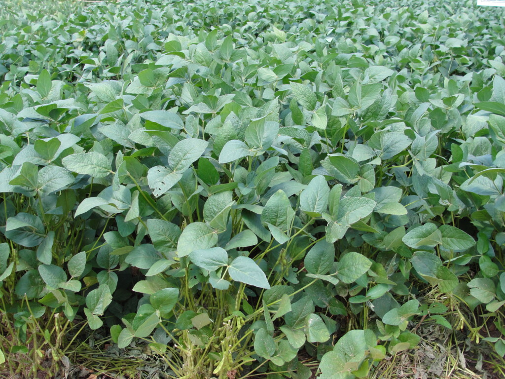 Próxima safra de soja deverá ganhar 3,7% de área e ter incremento de produtividade