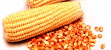 Milho dos EUA deve frear exportações do Brasil