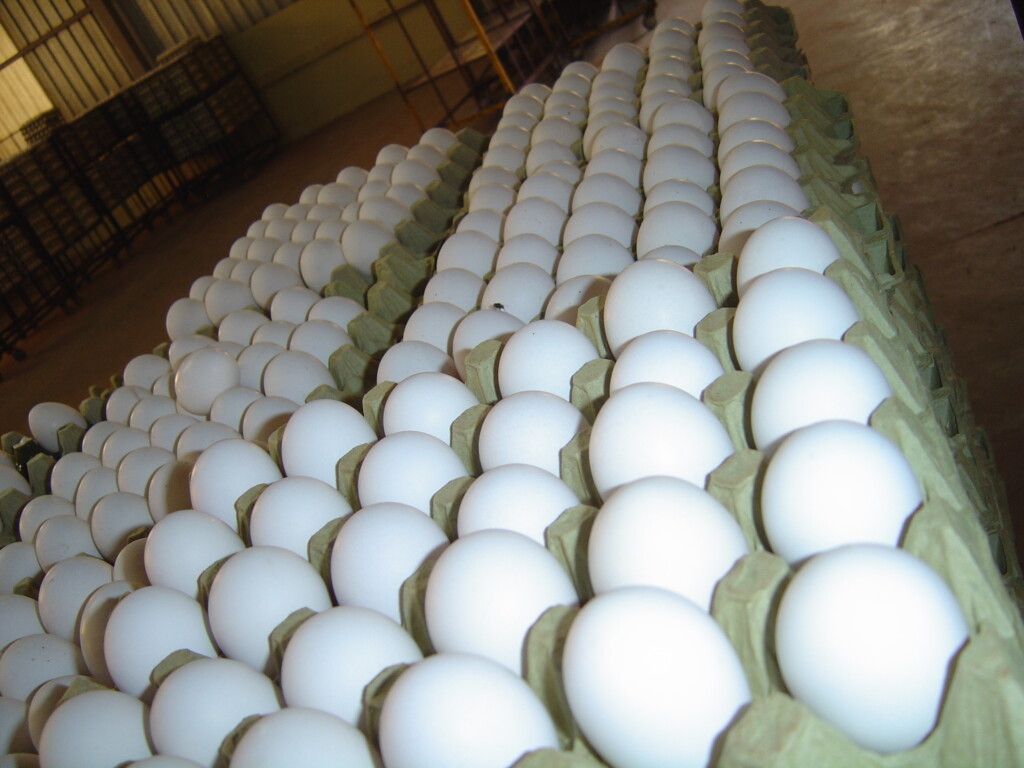 Mercado de ovos segue com os preços estáveis